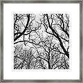 Treetops Blackstone Gorge Bw Framed Print