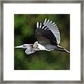 Tri Color Heron In Flight Framed Print