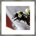 Tri-colored Bumble Bee Framed Print
