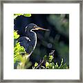 Tri-colored Heron In Morning Sun 1 Framed Print