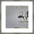 Tricolor Heron At Cedar Island North Carolina Framed Print