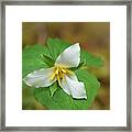 Trillium Blossom In Deep Forest Framed Print