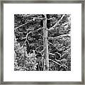 Trio In The Tree Tops Of Yellowstone Black And White Framed Print