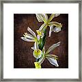 Triple White Irises Framed Print