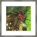 Troides Helena Butterfly Framed Print