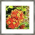 Tropical Ixora Blooms Framed Print