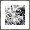 Tropical Milkweed And A Bee Framed Print