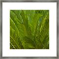 Tropical Sago Palm Framed Print