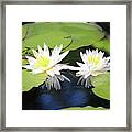 Tropical White Waterlilies Framed Print