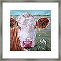 Trouble 3.0 - White Face Cow Painting Framed Print