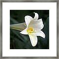 Trumpet Lily Framed Print