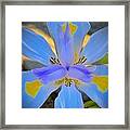 Dietes Grandiflora. The Fortnight Lily Known As The Wild Iris Framed Print