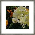 Tulip 9 Framed Print