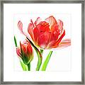 Tulip 9502 Framed Print