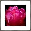 Tulip Beauty Framed Print