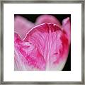 Tulip Cup Pink Soft White Framed Print
