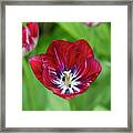 Tulip Innerwheel Framed Print