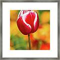 Tulip Framed Print