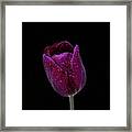 Tulip On Black Framed Print