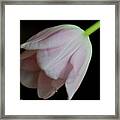 Tulip On Velvet Framed Print