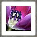 Tulip Pink 3917 Framed Print