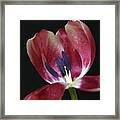 Tulip Red 042207 Framed Print