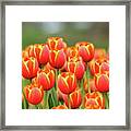 Tulip Tiki  Torches Framed Print