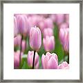 Tulipa Light And Dreamy 4 Framed Print