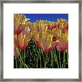 Tulips #2 Framed Print