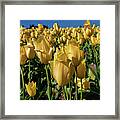 Tulips #4 Framed Print