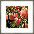 Tulips #5 Framed Print
