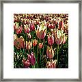 Tulips #6 Framed Print