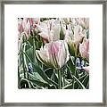 Tulips And Grape Hyacinths Framed Print