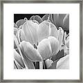 Tulips In Monochrome Framed Print