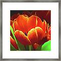 Tulips Framed Print