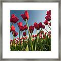 Tulips Looking Up Framed Print