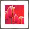 Tulips On Fire Framed Print