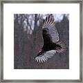 Turkey Vulture Flys In Snow Framed Print