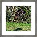 Turkey Vulture In Flight Framed Print