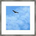 Turkey Vulture In Flight Framed Print