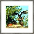 Turkey Vulture Landing Framed Print