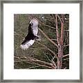 Turkey Vulture Soaring Framed Print