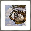 Turtle Drinking Water Framed Print