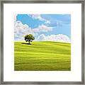 Tuscany, Olive Tree And Green Fields. Montalcino Orcia, Italy. Framed Print