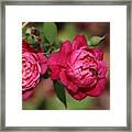 Twin Roses Framed Print