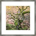 Twisted Ancient Oak Tree In Autumn Framed Print