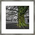 Twisted Old Beech Trunk And Green Moss Framed Print