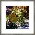 Two Beautiful Masked Butterflyfish Among The Red Sea Corals Framed Print