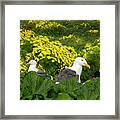 Two Birds In A Bush, Western Seagulls Framed Print