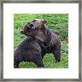 Two Brown Bear Cubs Playing Framed Print